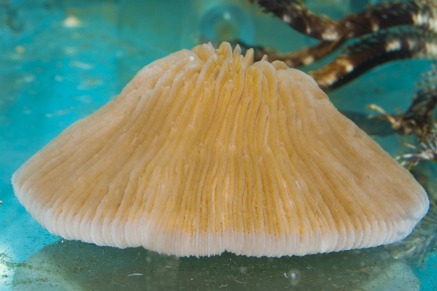 White Coral in Saltwater Aquarium